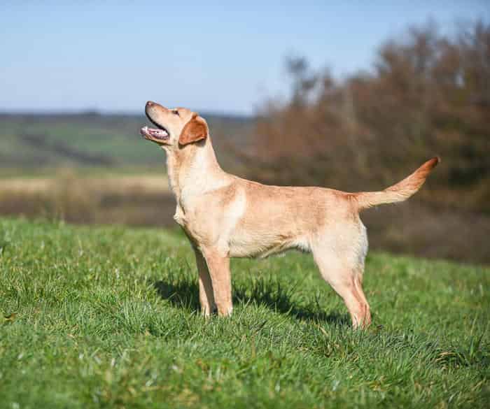 KC reg 8 mths Yellow Labrador dog