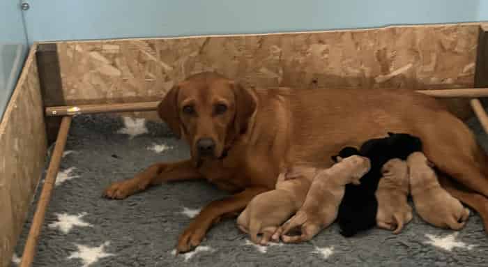 labrador  1 yellow female 1 black female