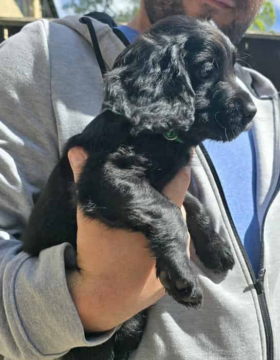 Working cocker spaniel puppies
