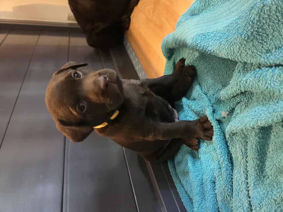 Smashing Chocolate Labradors