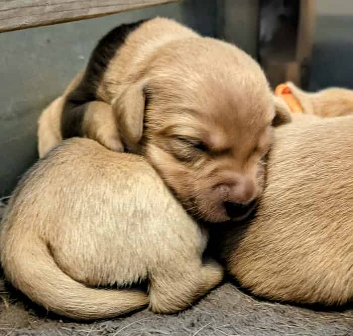 Superb litter of KC registered Labradors