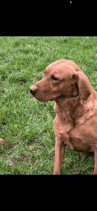 Fox red labs
