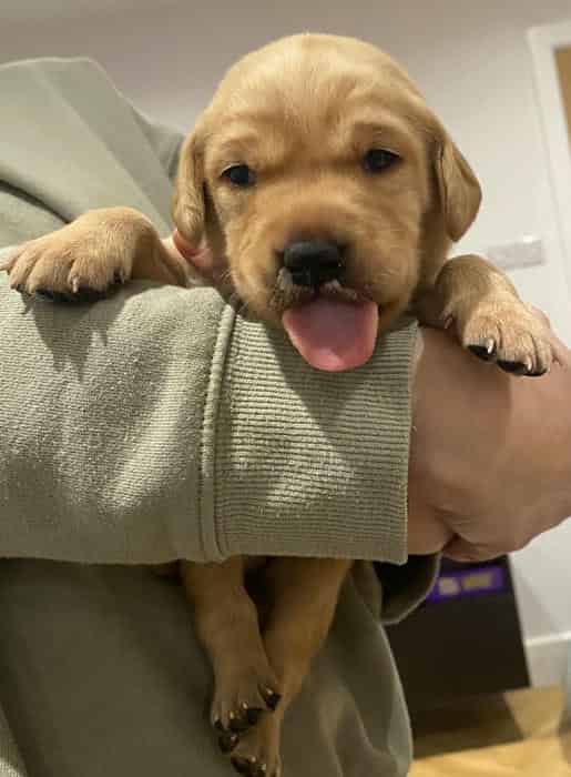 KC Reg Labradors