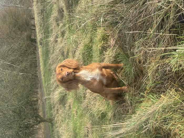 Cocker Spaniel Puppies