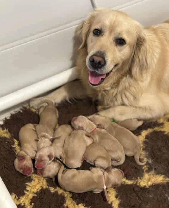 KC Reg Golden Retriever Girls- Health Tested Parents