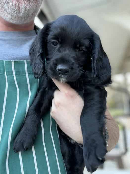 Working Cocker Spaniel Puppies KC Registered