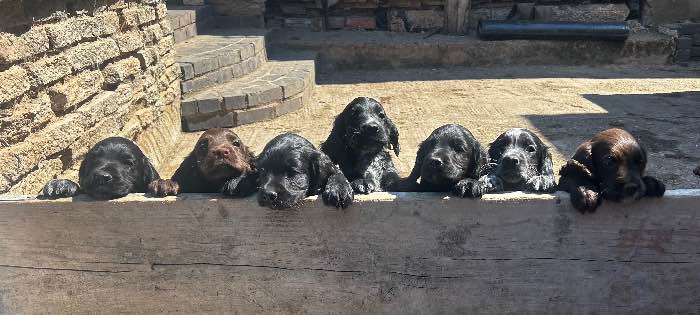 KC Working Cocker Puppies
