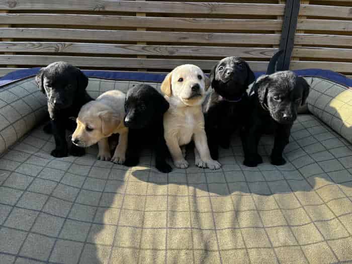 Fantastic KC Registered Labrador Puppies