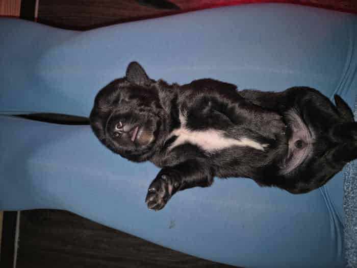 Borador puppies for sale great blood line ready 17th april