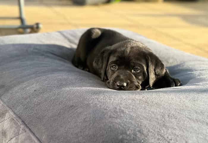 Black Labrador Puppies for sale