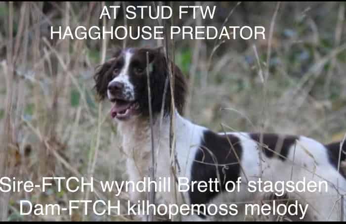 AT STUD FTW Hagghouse predator