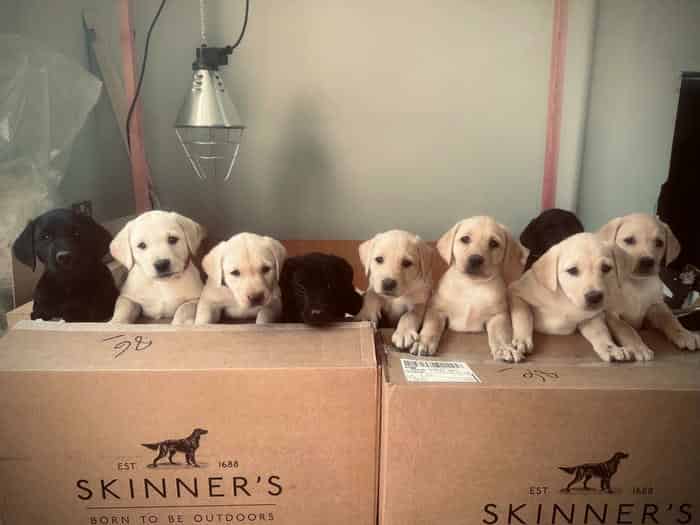 Stunning litter of working labs ready to go to there forever homes