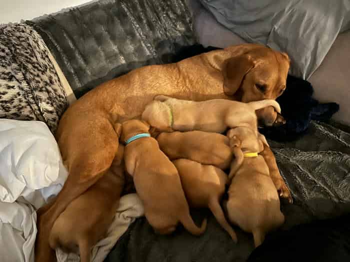 Fox Red Labs - KC Registered