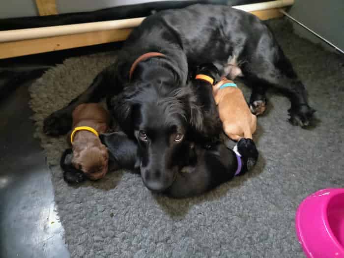 Sprocker puppies