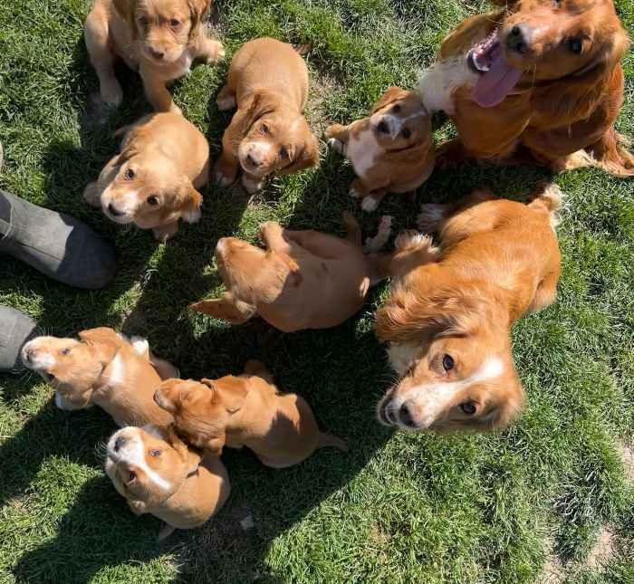 KC Registered Working Cocker Spaniel Puppies with Exceptional FT CH lines. Lemons, Fox Reds, Golden