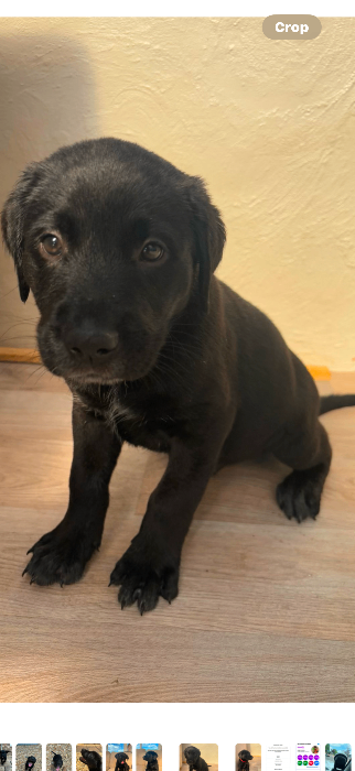 Lab cross puppies