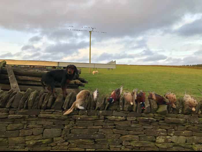 Proven Top Quality Cocker Spaniel Stud