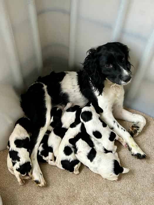 KC Registered English Springer Spaniel Puppies