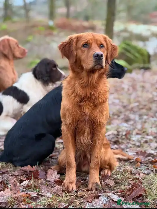 STUNNING NORWEGIAN IMP GOLDEN RETRIEVER FOR STUD