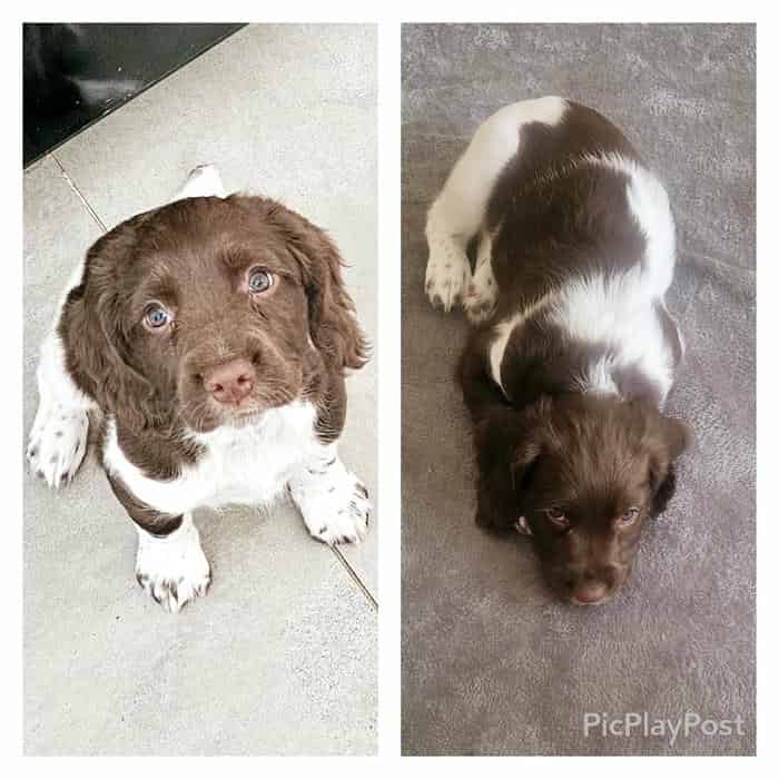 Liver And White Springers for sale