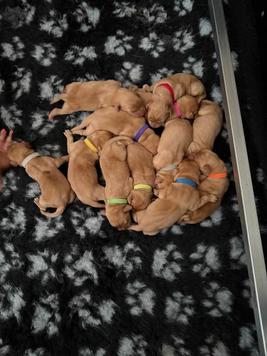KC Reg Fox Red Labrador Puppies - Fully Health Tested