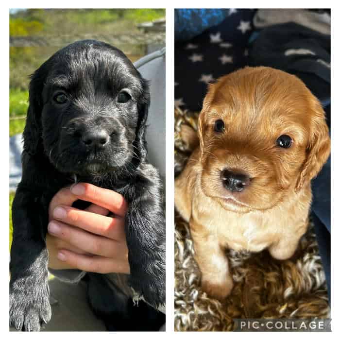 KC reg working cocker spaniels