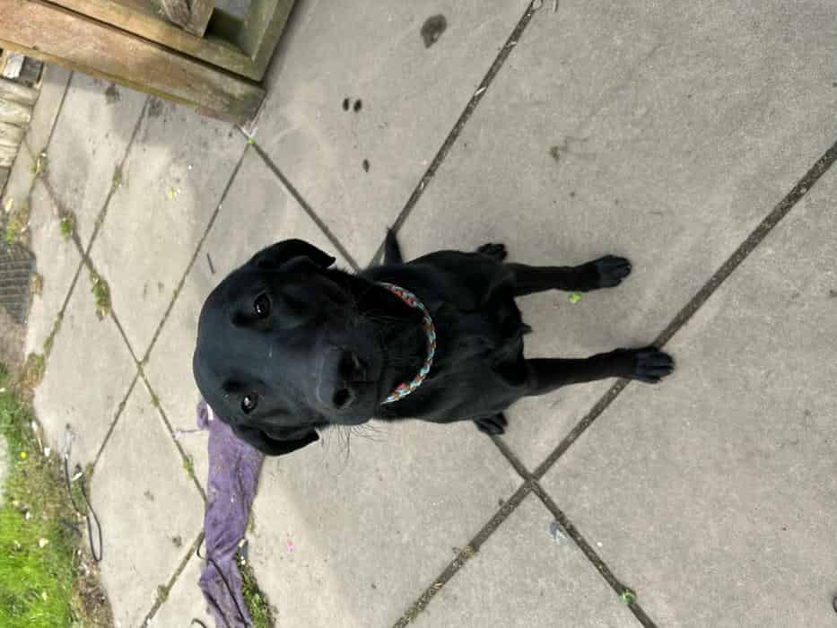 9 month old male Labrador - blank canvas