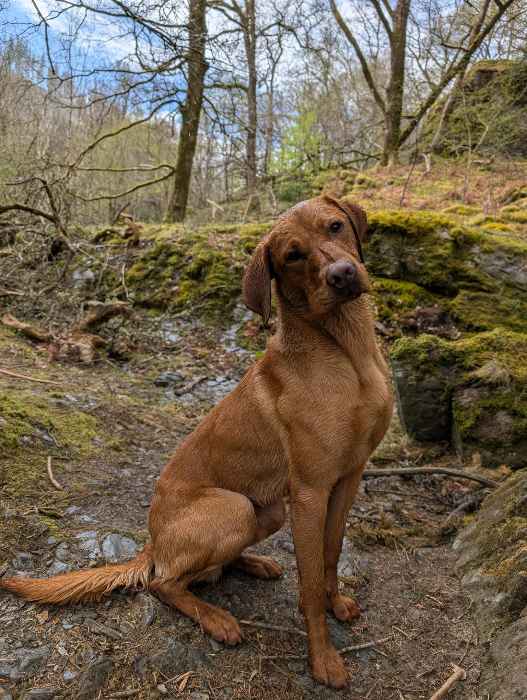 Fox Red Labs