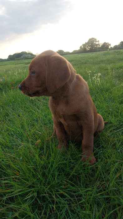 Fox Red, health tested parents, vet checked puppies