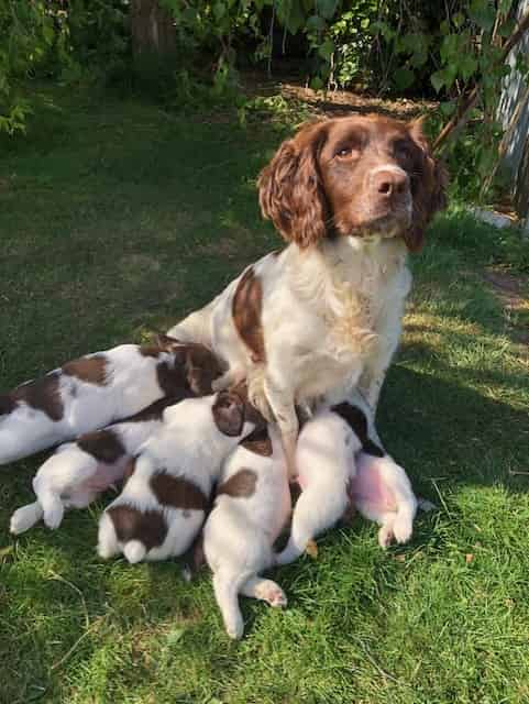 Springer spaniel puppies
