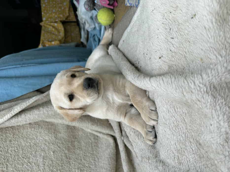 Stunning well-bred Labradors