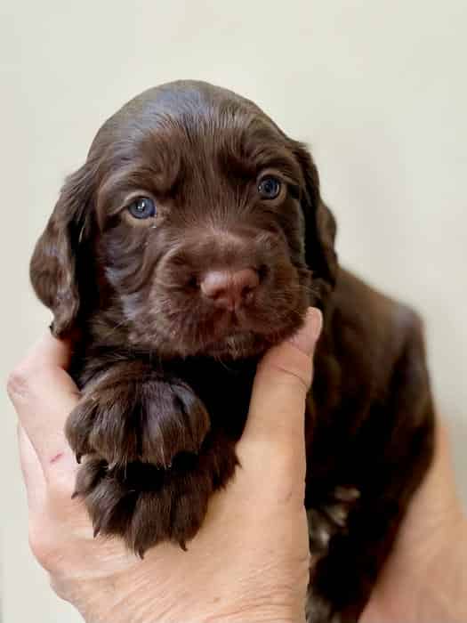 Beautiful Working Cocker Boy