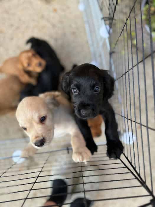 Kc reg cocker puppies for sale