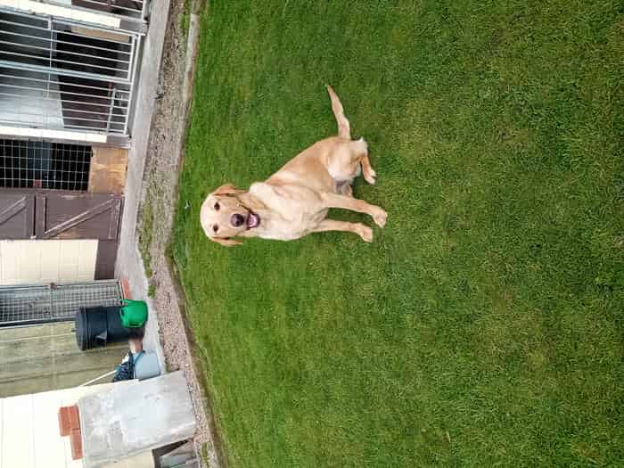 Part trained labrador bitch