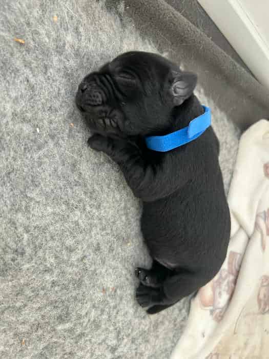 Black Labrador puppies