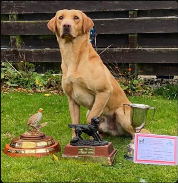 Exceptional litter,great pedigree and health tests