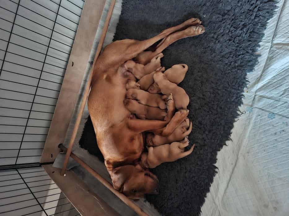 KC REGISTERED FOX RED LABRADOR PUPPIES