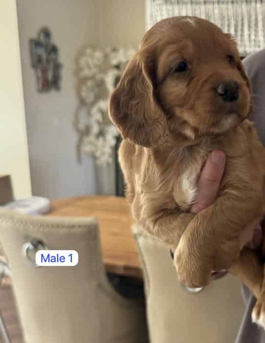 DARK RED - KC REG - DOCKED - WORKING COCKER PUPS