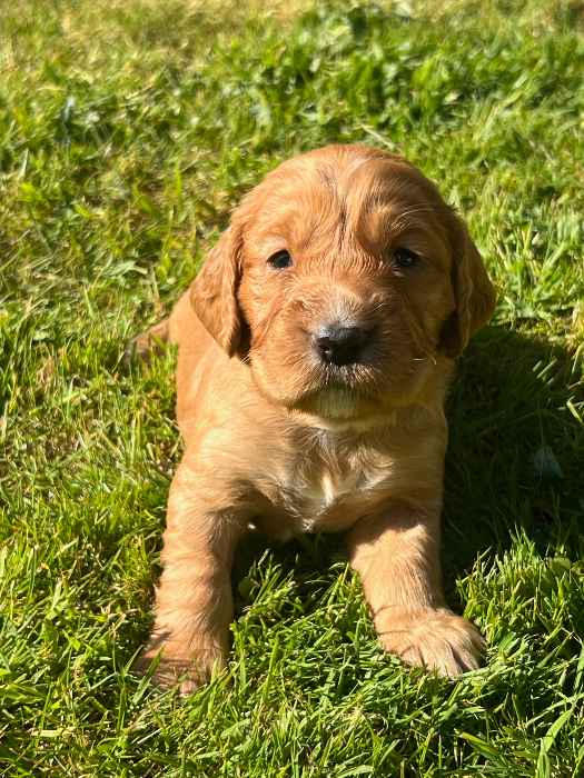 KC Reg Golden Working Cocker Puppies