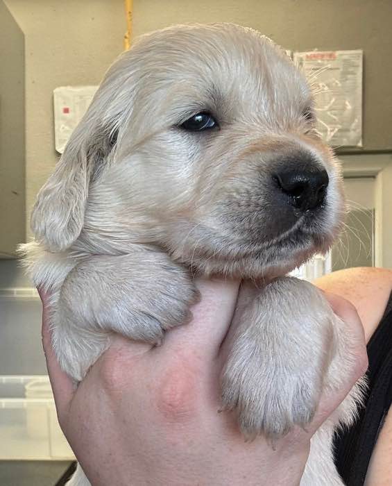 Stunning Golden Retriever Pups - New Bloodlines