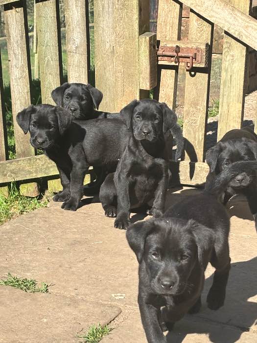 Black Labrador Pups