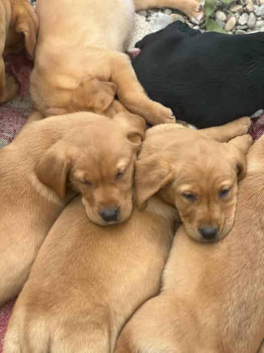KC REGISTERED LABRADOR PUPPIES
