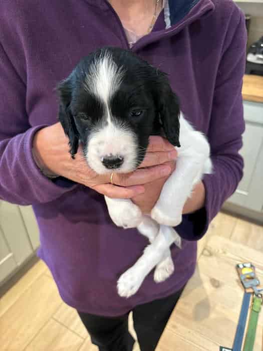 Exceptional Litter of Springer Spaniels