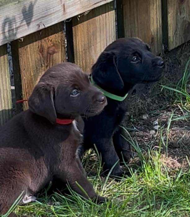 Stunning KC Reg Chocolate & Black Working Labrador Puppies