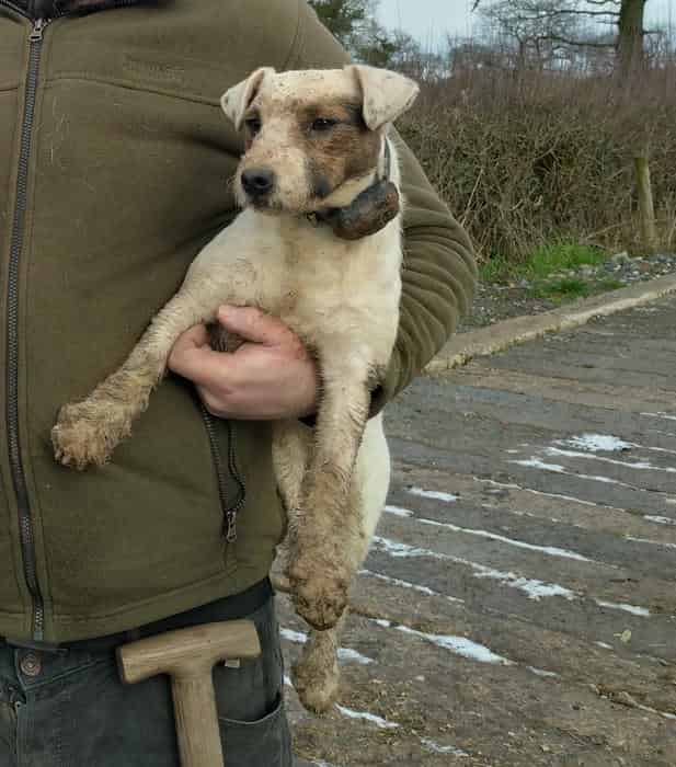 Tremendous JRT puppies