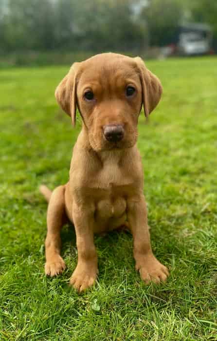 Gorgeous Fox Red Lab Puppies - FULLY HEALTH TEST PARENTS