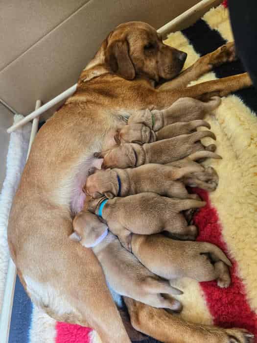 Beautiful Litter of Labrador Puppies