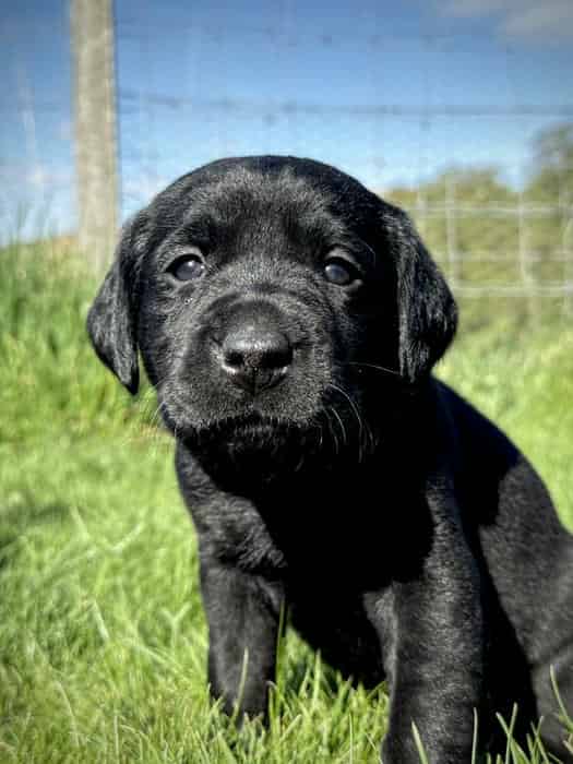 Black KC Reg Labrador Pups