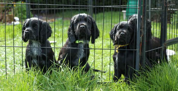 4 Black Male Cocker Spaniel pups for sale