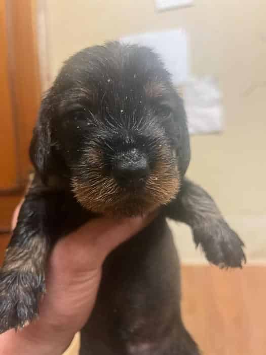 Kc reg teckel pups